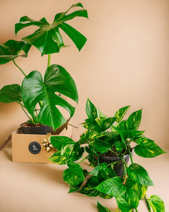 Duo Di Piante Stellari: Monstera E Pothos