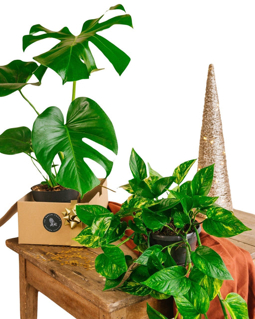 Duo Di Piante Stellari: Monstera E Pothos