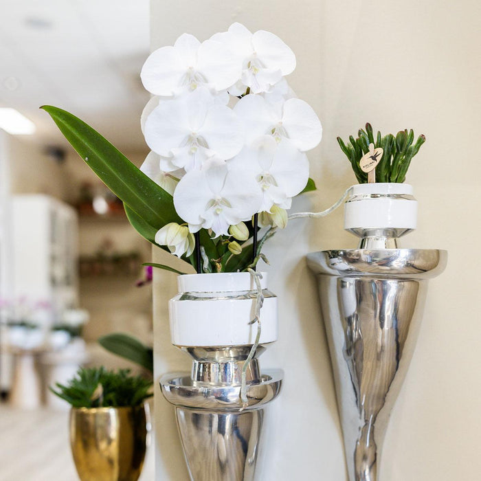 Duo Di Rhipsalis E Dei Loro Vasi Per Piante Argento E Bianco