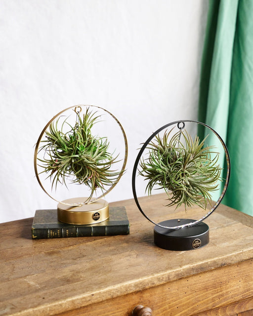 Base Duo De Tillandsia Led Edition