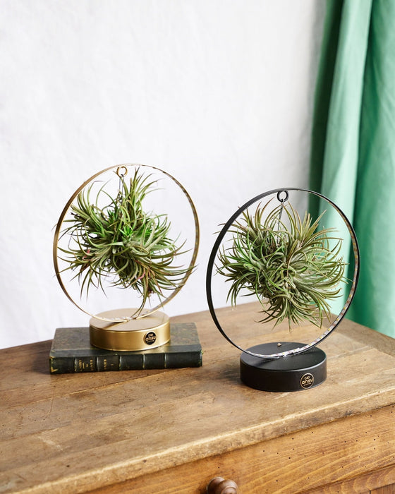 Base Duo De Tillandsia Led Edition
