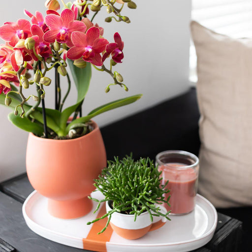 Duo Orchidea E Rhipsalis