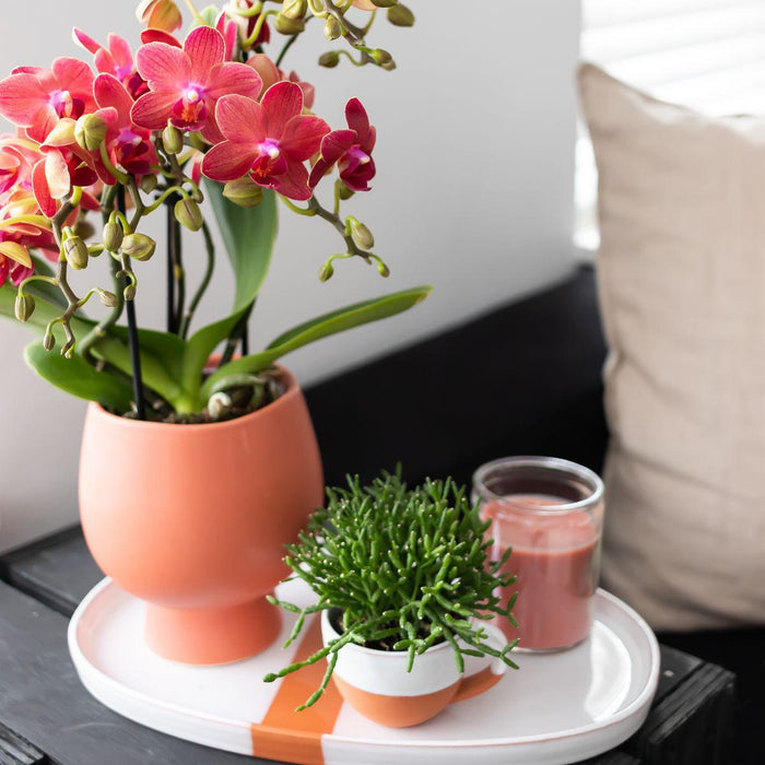 Duo Orchidea E Rhipsalis