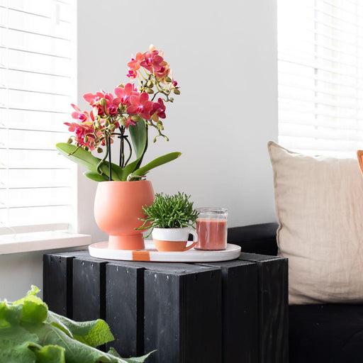 Duo Orchidea E Rhipsalis