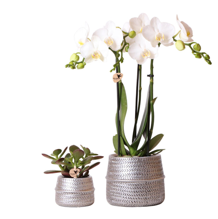 Duo Di Orchidee Phalaenopsis Bianche E Crassula Ovata E I Loro Vasi Per Piante In Ceramica Argentata