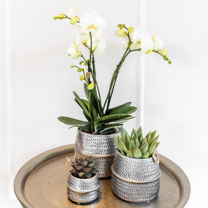 Duo Di Orchidee Phalaenopsis Bianche E Crassula Ovata E I Loro Vasi Per Piante In Ceramica Argentata