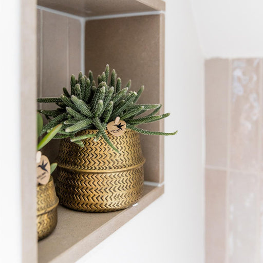 Duo Di Orchidee Phalaenopsis Bianche E Crassula Ovata E I Loro Vasi Per Piante In Ceramica Dorata