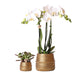 Duo Di Orchidee Phalaenopsis Bianche E Crassula Ovata E I Loro Vasi Per Piante In Ceramica Dorata