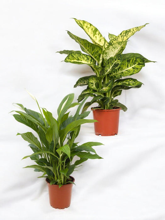 Duo Di Grandi Impianti Disinquinanti