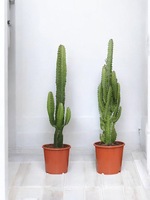 Duo Di Grandi Cactus