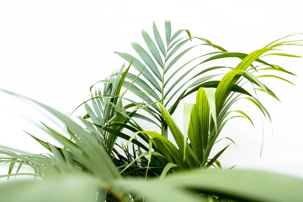 Dypsis Lutescens (Palma Areca) 160 Cm - Ø24