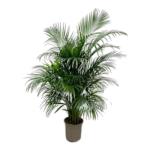Dypsis Lutescens (Palma Areca) 160 Cm - Ø24