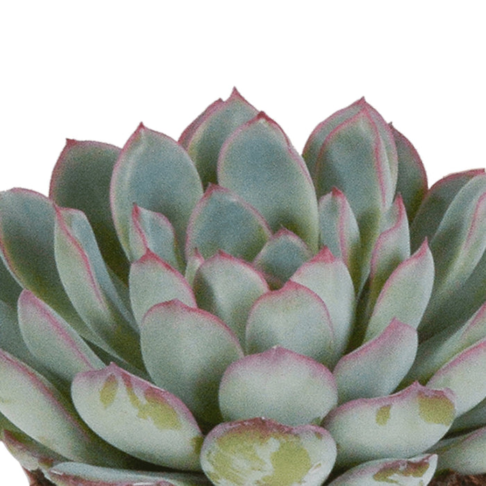 Echeveria, Scatola Da 3 Piante, H15Cm
