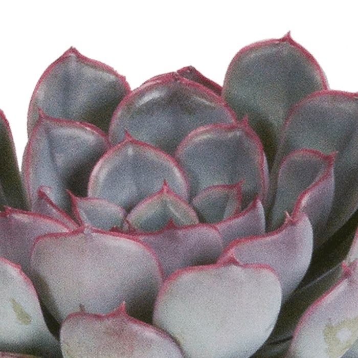 Echeveria, Scatola Da 3 Piante, H15Cm