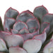 Echeveria, Scatola Da 3 Piante, H15Cm