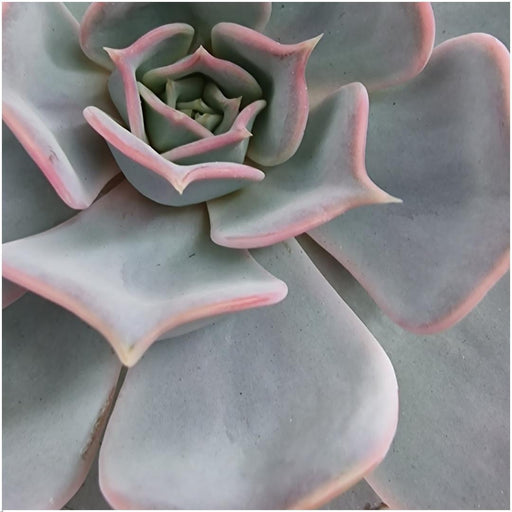 Echeveria Lilacina E Il Suo Supporto Bianco