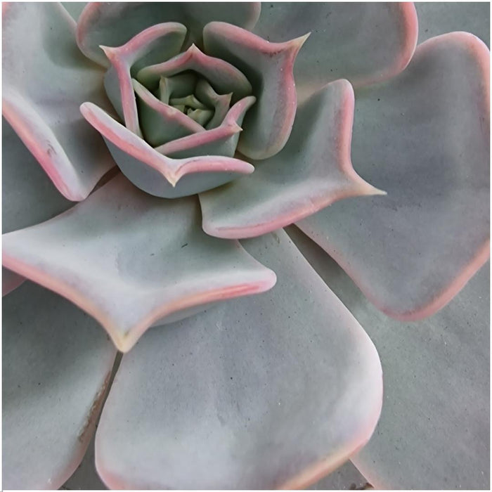 Echeveria Lilacina E Il Suo Supporto Bianco