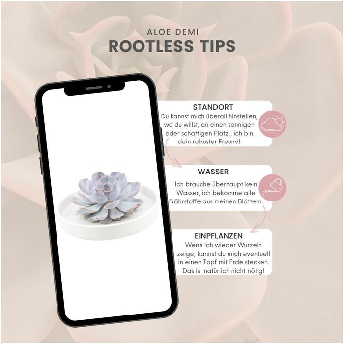 Echeveria Lilacina E Il Suo Supporto Bianco