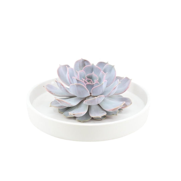 Echeveria Lilacina E Il Suo Supporto Bianco