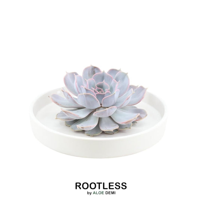 Echeveria Lilacina E Il Suo Supporto Bianco