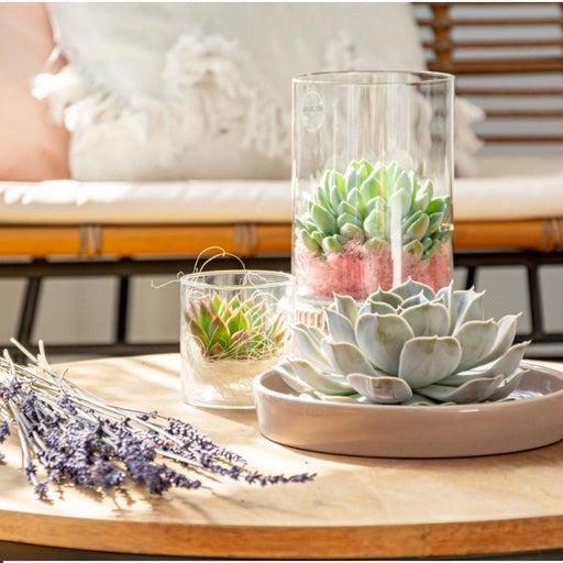 Echeveria Lilacina E Il Suo Supporto Bianco