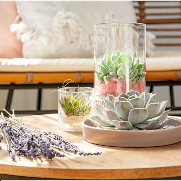 Echeveria Lilacina E Il Suo Supporto Bianco