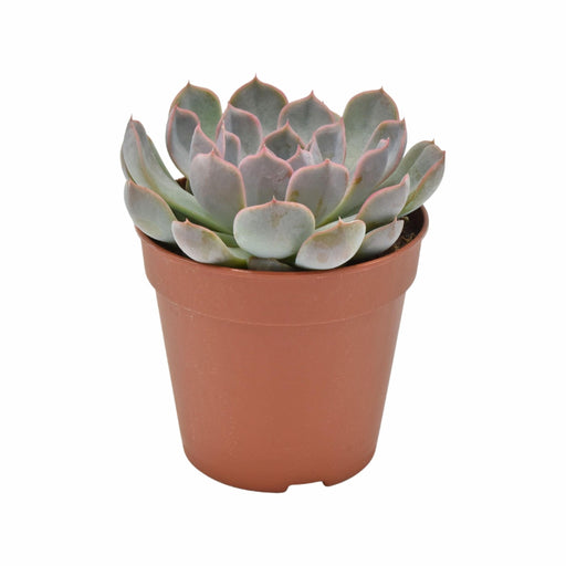 Echeveria Menina H15Cm - Pianta Succulenta Da Interno Per Bambini