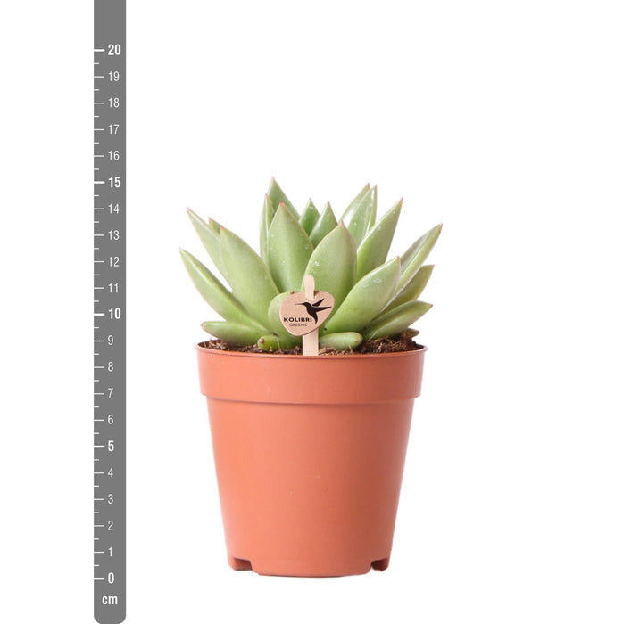 Echeveria Miranda H13Cm - Pianta Succulenta Da Interno