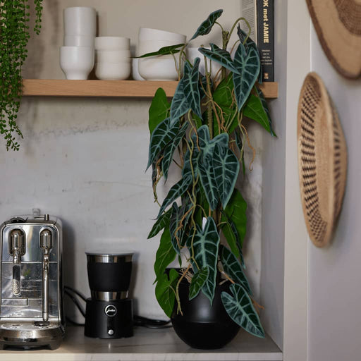 Alocasia Smeraldo Artificiale 75 Cm In Vaso