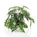 Scimmia Monstera Bush Artificiale Color Smeraldo 55 Cm In Vaso