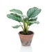 Calathea Orbifolia Smeraldo Terra Artificiale 32 Cm In Vaso
