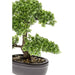 Smeraldo Mini Ficus Artificiale Bonsai Verde 32 Cm