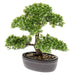 Smeraldo Mini Ficus Artificiale Bonsai Verde 32 Cm