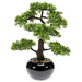 Smeraldo Mini Ficus Artificiale Bonsai Verde 47 Cm