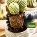 Fertilizzante Per Cactus E Succulente - 250Ml