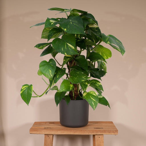 Epipremnum Aureum E Il Suo Tutore H60Cm