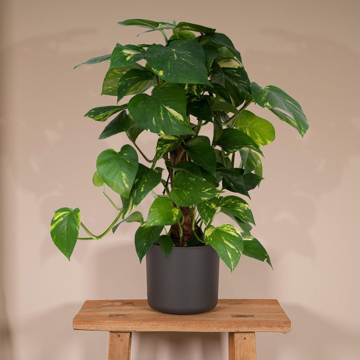 Epipremnum Aureum E Il Suo Tutore H60Cm