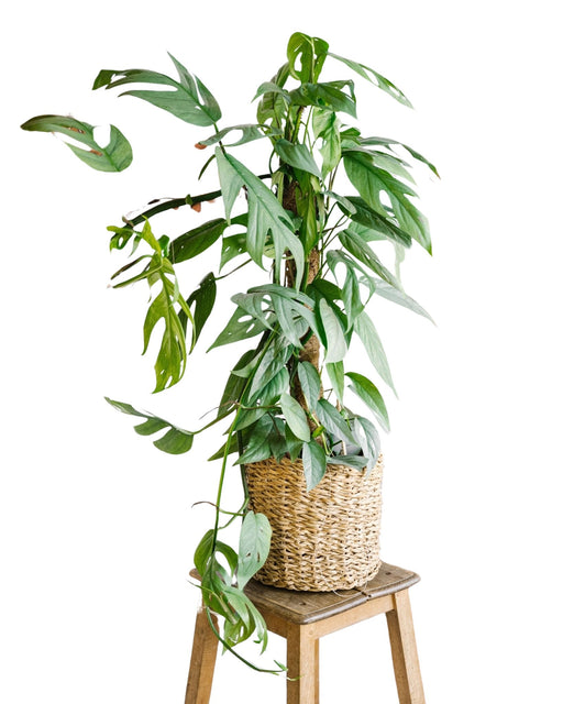 Epipremnum Cebu Blu Appeso