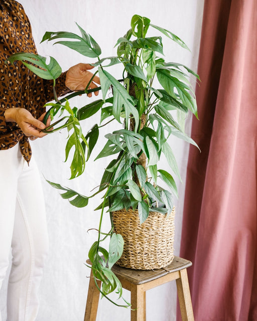 Epipremnum Pinnatum Cebu Blu Su Palo H65Cm