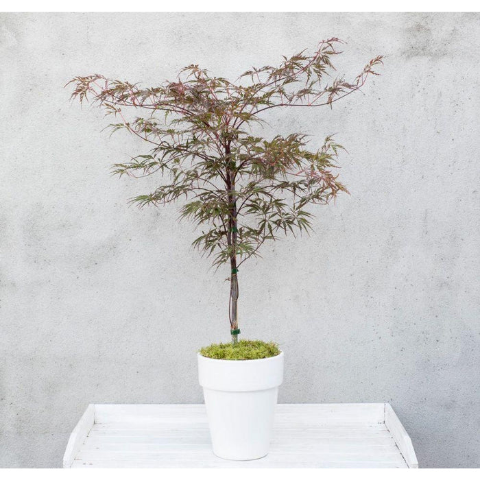 Acero Giapponese - Acer 'Garnet'