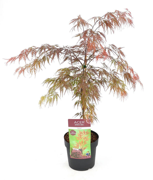 Acero Giapponese - Acer 'Garnet'