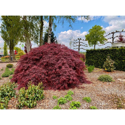 Acero Giapponese - Acer 'Garnet'