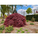 Acero Giapponese - Acer 'Garnet'