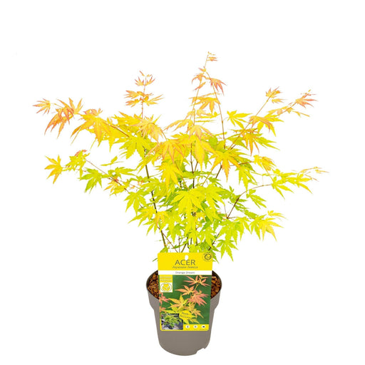 Acero Giapponese - Acer 'Jerre Schwartz' - ↨40Cm - Ø19Cm