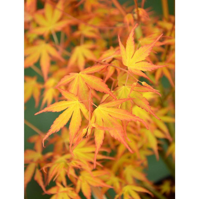 Acero Giapponese - Palma Acer. 'Katsura' - ↨40Cm - Ø19Cm