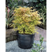 Acero Giapponese - Palma Acer. 'Katsura' - ↨40Cm - Ø19Cm