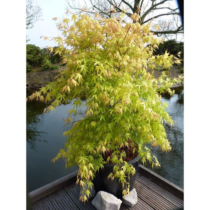 Acero Giapponese - Palma Acer. 'Katsura' - ↨40Cm - Ø19Cm