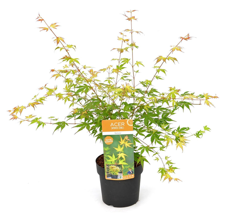 Acero Giapponese - Palma Acer. 'Katsura' - ↨40Cm - Ø19Cm