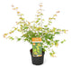 Acero Giapponese - Palma Acer. 'Katsura' - ↨40Cm - Ø19Cm