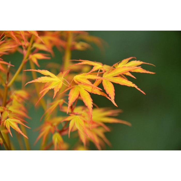 Acero Giapponese - Palma Acer. 'Katsura' - ↨40Cm - Ø19Cm